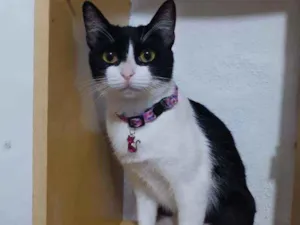 Gato raça SRD  idade 1 ano nome Izzie 