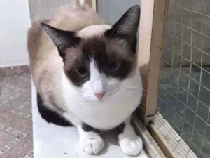 Gato raça SRD  idade 2 anos nome Jessie 