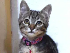 Gato raça SRD  idade Abaixo de 2 meses nome Clara 