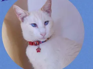 Gato raça SRD  idade 2 anos nome Luan 