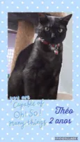 Gato raça SRD  idade 2 anos nome Theo 
