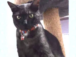 Gato raça SRD  idade 2 anos nome Theo 