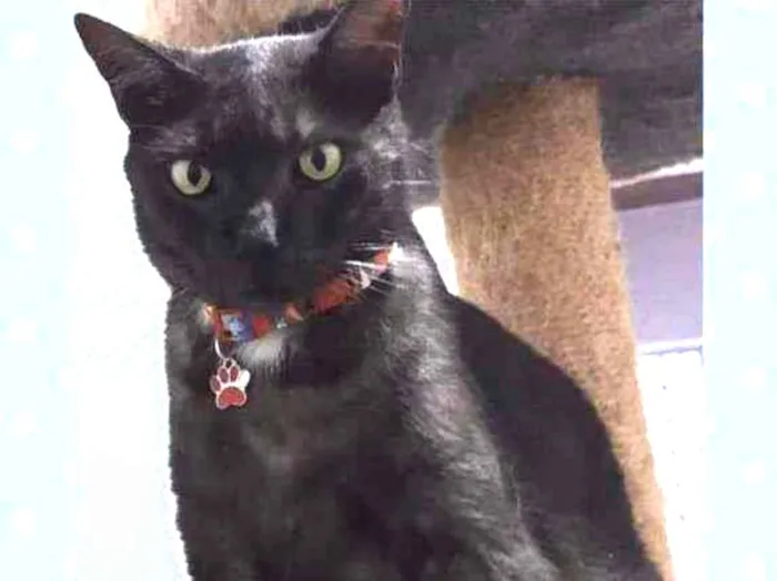 Gato raça SRD  idade 2 anos nome Theo 