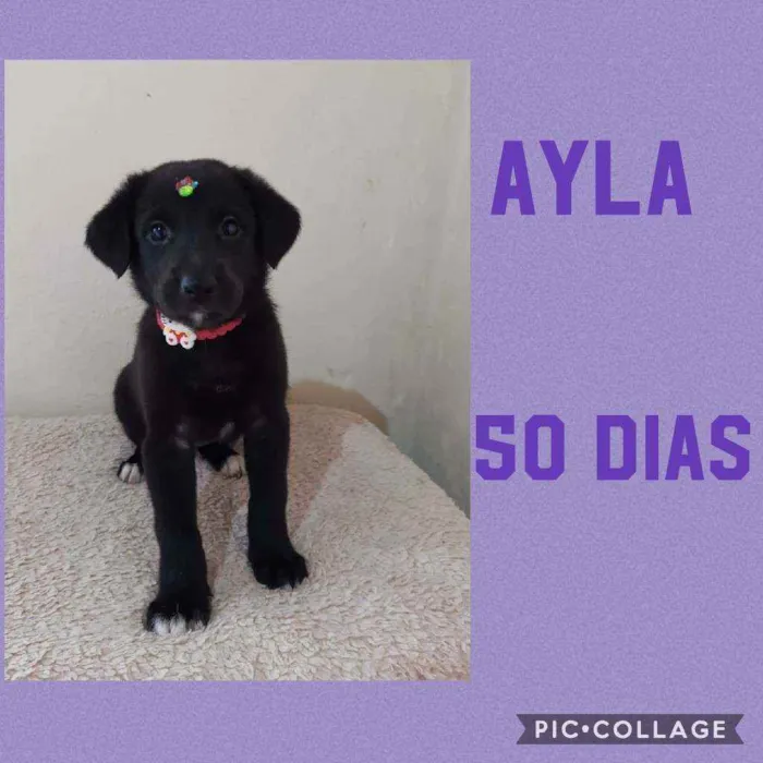 Ayla 