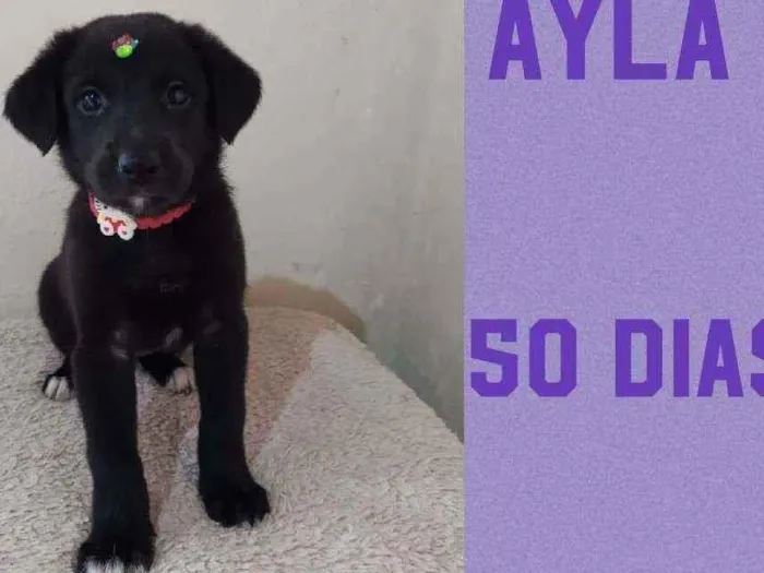 Cachorro raça SRD  idade Abaixo de 2 meses nome Ayla 