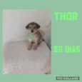 Cachorro raça SRD  idade Abaixo de 2 meses nome Thor 