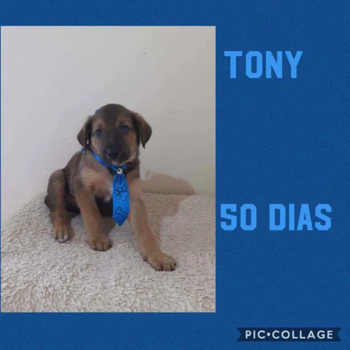 Cachorro raça SRD  idade Abaixo de 2 meses nome Tony 