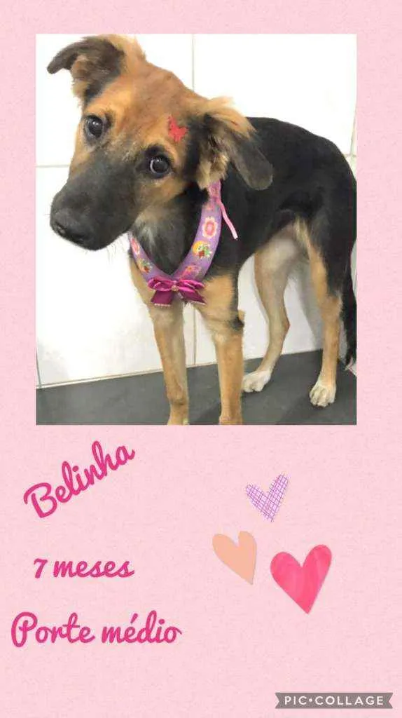 Cachorro raça SRD  idade 7 a 11 meses nome Belinha 