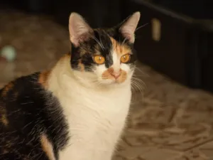 Gato raça SRD-ViraLata idade 2 anos nome Carina Smyth