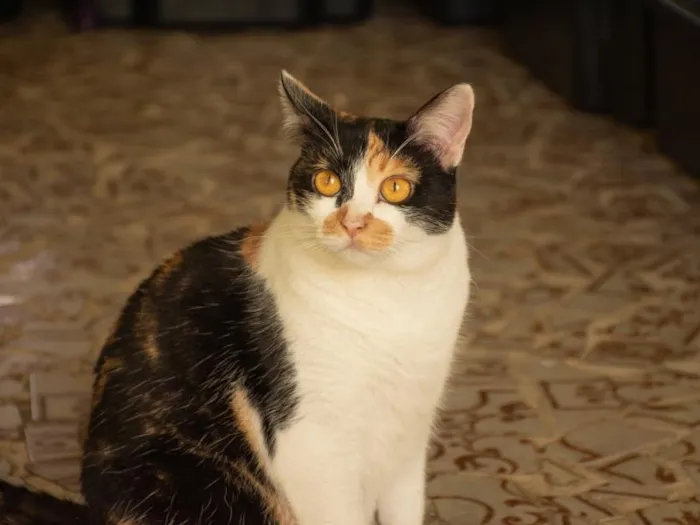 Gato raça SRD-ViraLata idade 2 anos nome Carina Smyth