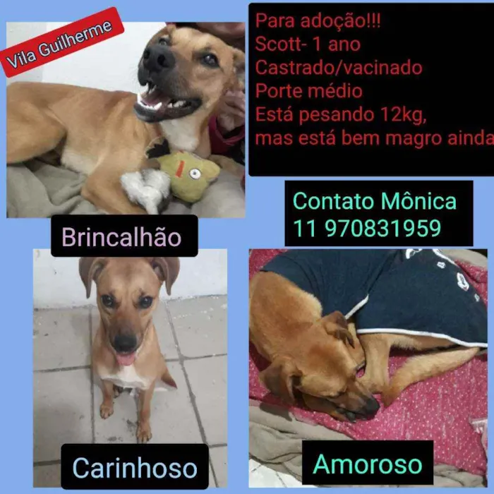 Cachorro ra a SRD idade 7 a 11 meses nome Scoth