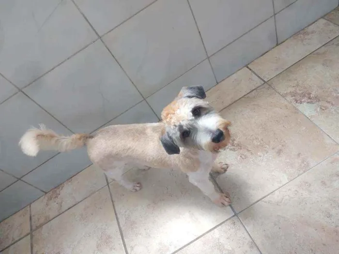 Cachorro ra a Poodle idade 7 a 11 meses nome Lua