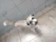 Lua