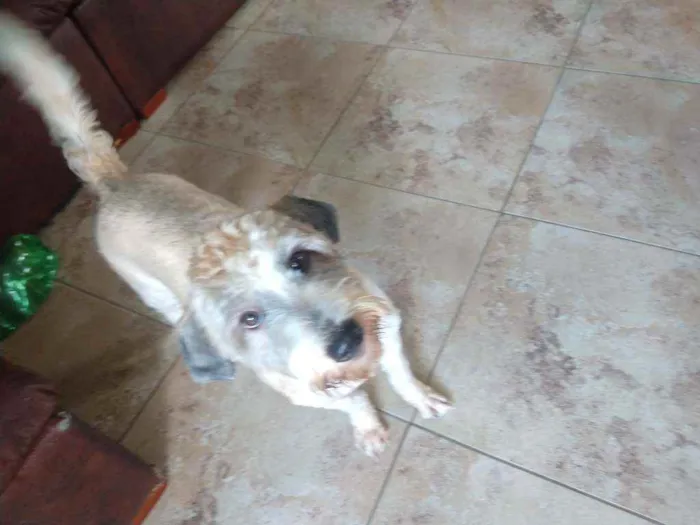 Cachorro ra a Poodle idade 7 a 11 meses nome Lua