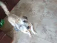 Lua
