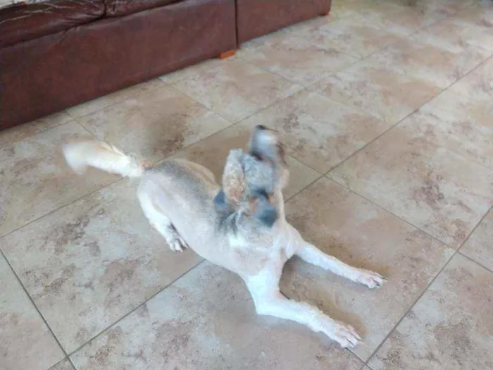 Cachorro ra a Poodle idade 7 a 11 meses nome Lua