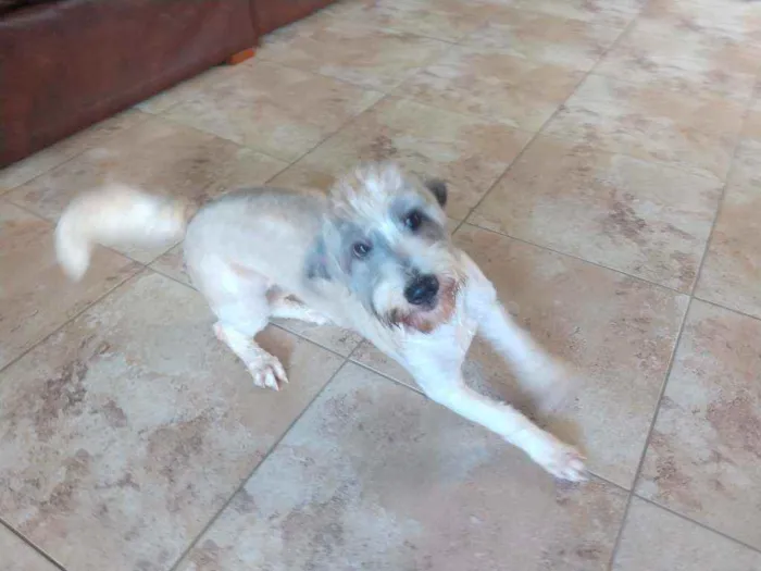 Cachorro ra a Poodle idade 7 a 11 meses nome Lua