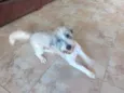 Lua