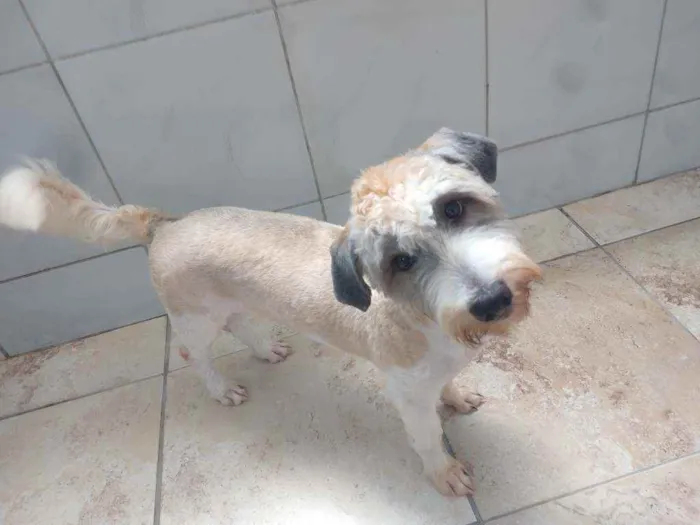 Cachorro ra a Poodle idade 7 a 11 meses nome Lua