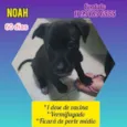 Noah