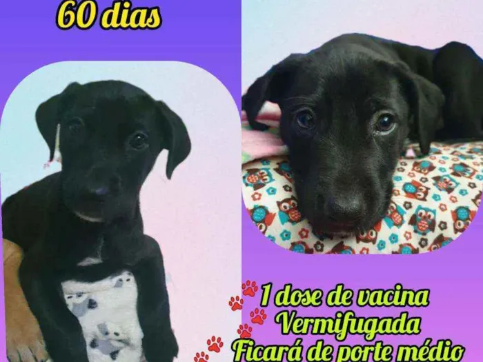 Cachorro raça Srd idade Abaixo de 2 meses nome Lavanda