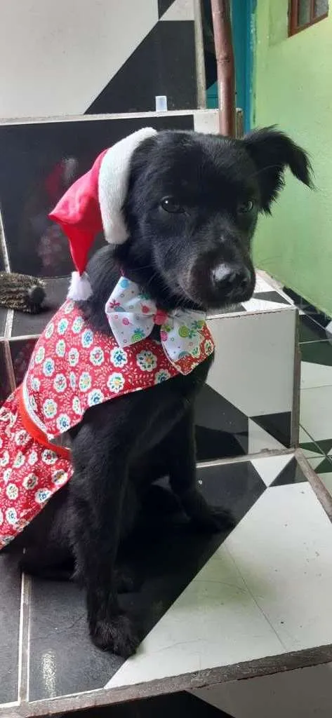 Cachorro ra a SRD-ViraLata idade 7 a 11 meses nome Lucy