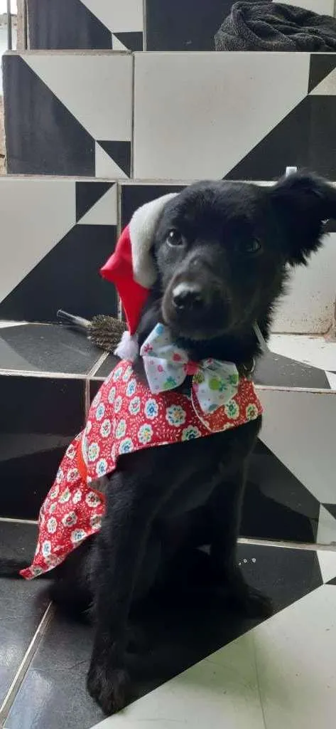 Cachorro ra a SRD-ViraLata idade 7 a 11 meses nome Lucy