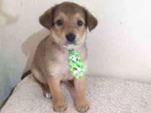 Cachorro raça SRD  idade Abaixo de 2 meses nome Thor 