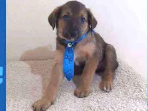 Cachorro raça SRD  idade Abaixo de 2 meses nome Tony 