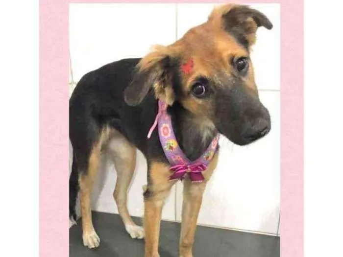 Cachorro raça SRD  idade 7 a 11 meses nome Belinha 