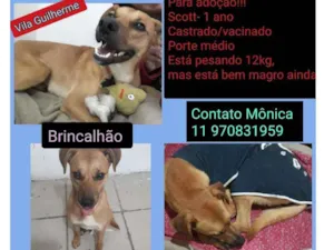 Cachorro raça SRD idade 7 a 11 meses nome Scoth