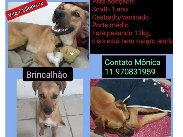 Cachorro ra a SRD idade 7 a 11 meses nome Scoth