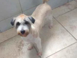 Cachorro raça Poodle idade 7 a 11 meses nome Lua