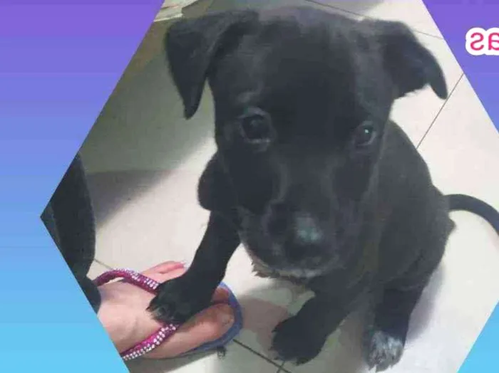 Cachorro raça Srd idade Abaixo de 2 meses nome Noah