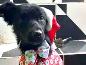 Cachorro raça SRD-ViraLata idade 7 a 11 meses nome Lucy