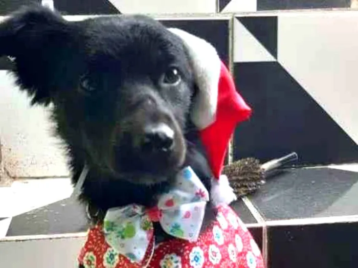 Cachorro ra a SRD-ViraLata idade 7 a 11 meses nome Lucy