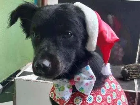 Cachorro ra a SRD-ViraLata idade 7 a 11 meses nome Lucy