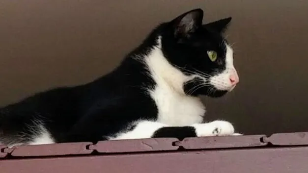 Gato ra a SRD idade 6 ou mais anos nome Faísca 