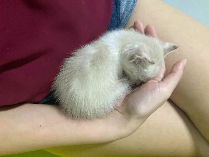 Gato ra a SRD idade Abaixo de 2 meses nome Aurora 
