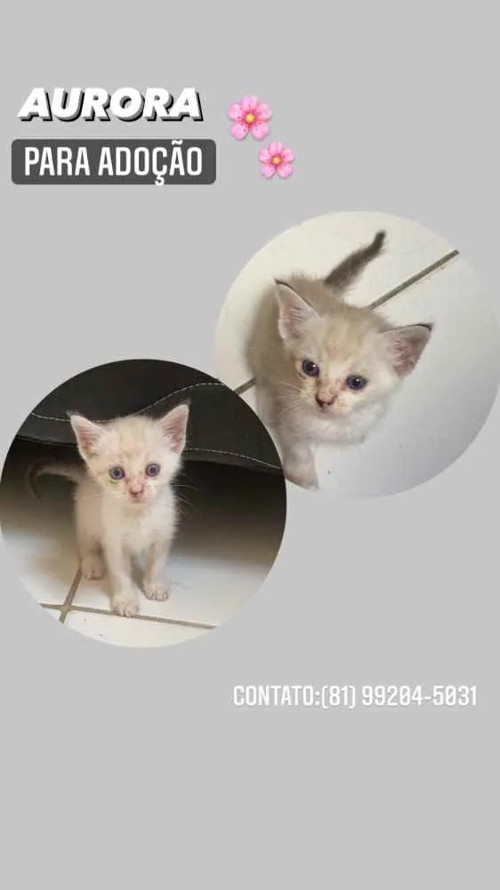 Gato ra a SRD idade Abaixo de 2 meses nome Aurora 