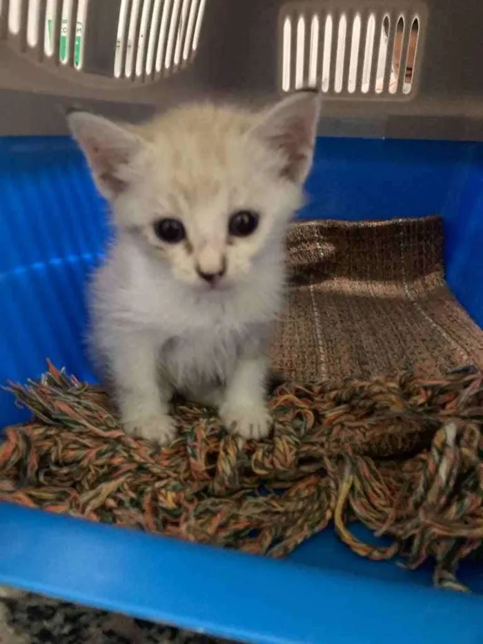 Gato ra a SRD idade Abaixo de 2 meses nome Aurora 