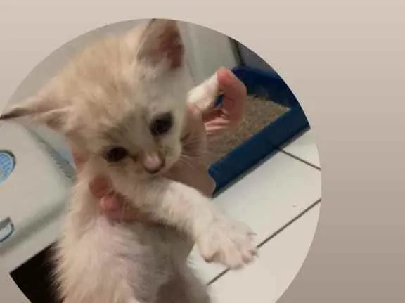 Gato ra a SRD idade Abaixo de 2 meses nome Aurora 