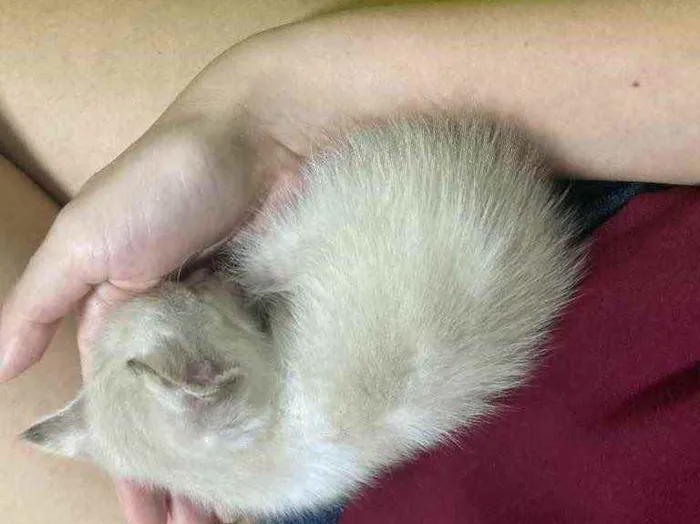 Gato ra a SRD idade Abaixo de 2 meses nome Aurora 