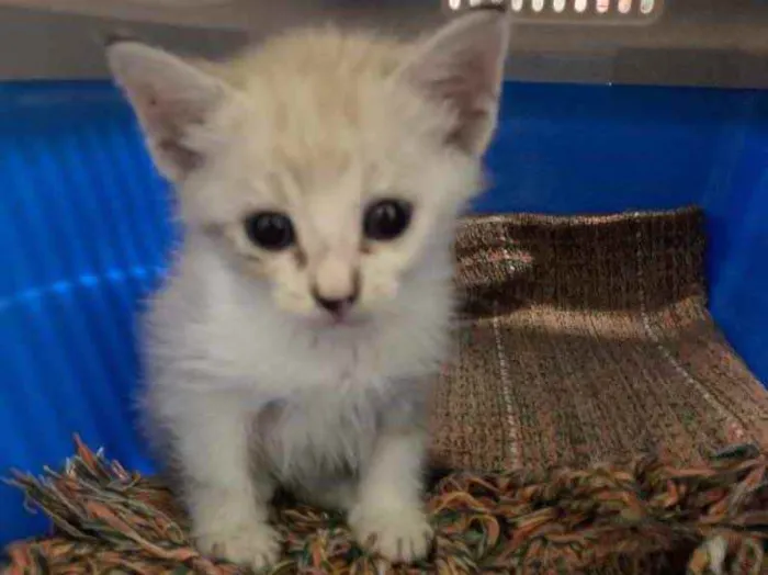 Gato ra a SRD idade Abaixo de 2 meses nome Aurora 