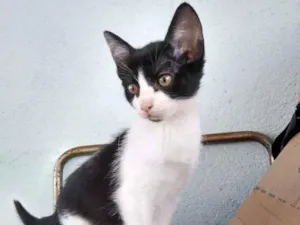 Gato raça SRD-ViraLata idade 2 a 6 meses nome monica