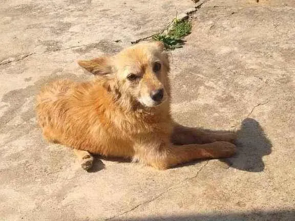 Cachorro ra a SRD idade 2 anos nome Pietro