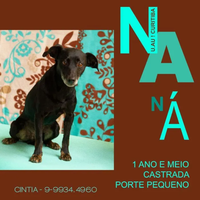 Cachorro ra a SRD-ViraLata idade 2 anos nome Naná