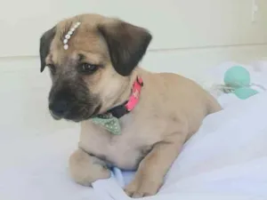 Cachorro raça Sem raça definida  idade 2 a 6 meses nome Lara 