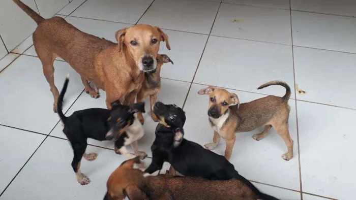 Cachorro ra a Vira lata  idade 2 a 6 meses nome Não tem 