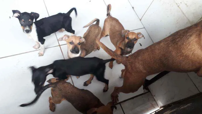 Cachorro ra a Vira lata  idade 2 a 6 meses nome Não tem 